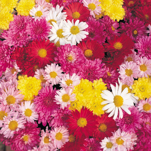 Chrysanthemum Sale  Fast Delivery  Greenfingers.com