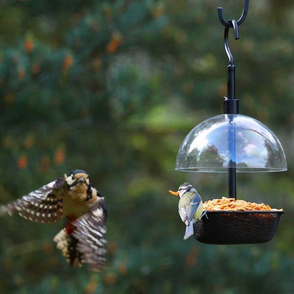 customer reviews for chapelwood squirrel dome and bird customer reviews for chapelwood squirrel dome and bird