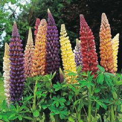Thompson and Morgan Band of Nobles Mixed Lupin - 35 Seeds