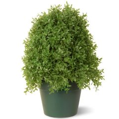 Norfolk Leisure Boxwood Tree - 18