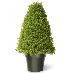 Norfolk Leisure Boxwood Tree - 30