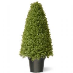 Norfolk Leisure Boxwood Tree - 36