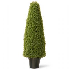 Norfolk Leisure Boxwood Tree - 48