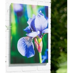 La Hacienda Purple Iris Outdoor Canvas