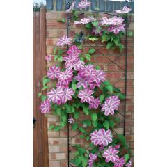 Poppyforge Regent Wall Trellis