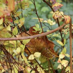 Poppyforge Border Plant Support - Ready to Rust