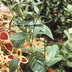 Poppyforge Medium Bunch Plant Support