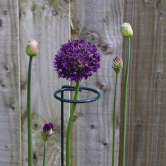 Poppyforge Small Single Stem Plant Support