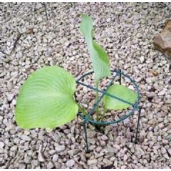 Poppyforge Medium Simple Ring Plant Support