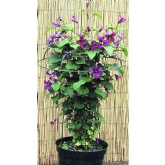Poppyforge Medium Tuteur Plant Support