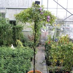 Poppyforge Single Stem Tuteur Plant Support