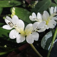 Aponogeton Distachyos Deep Water Aquatic Plant Range