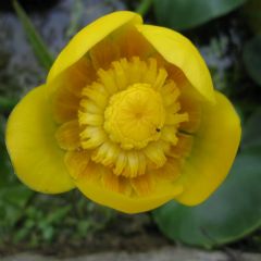 Nuphar Lutea Deep Water Aquatic Plant Range
