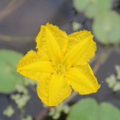 Nymphoides Peltata 1ltr Deep Water Aquatic Plant