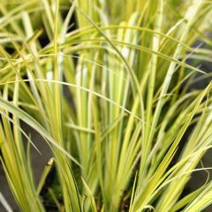 Acorus Gramineus Aquatic Plant Range