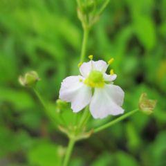 Alisma Plantago Aquaticum 1ltr Aquatic Plant - Pack of 3