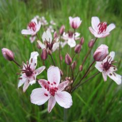 Butomus Umbellatus 1ltr Aquatic Plant - Pack of 3