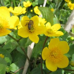 Caltha Aquatic Plant Range