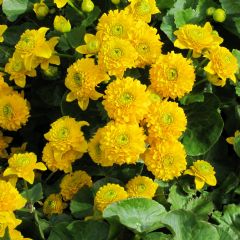 Caltha Aquatic Plant Range