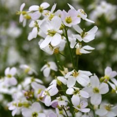 Cardamine Pratensis 1ltr Aquatic Plant - Pack of 3