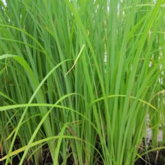 Carex 1ltr Aquatic Plant Range