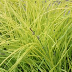 Carex 1ltr Aquatic Plant Range