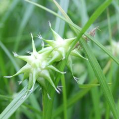 Carex 1ltr Aquatic Plant Range