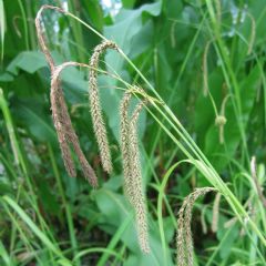 Carex 1ltr Aquatic Plant Range