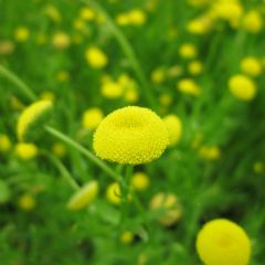 Cotula Coronopifolia 1ltr Aquatic Plant - Pack of 3