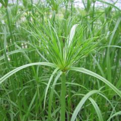Cyperus Aquatic Plant Range