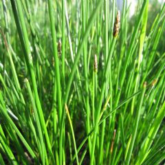 Eleocharis Aquatic Plant Range