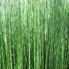 Equisetum Hyemale 1ltr Aquatic Plant - Pack of 3