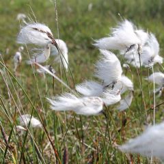 Eriophorum Angustifolium 1ltr Aquatic - Plant - Pack of 3