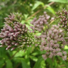 Eupatorium Cannabinum 1ltr Aquatic Plant - Pack of 3