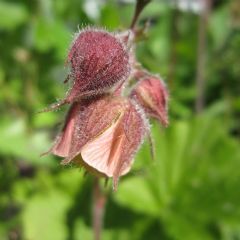 Geum Rivale 1ltr Aquatic Plant - Pack of 3