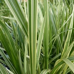 Glyceria Maxima Variegata 1ltr Aquatic Plant - Pack of 3