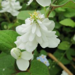 Houttuynia Cordata 1ltr Aquatic Plant Range
