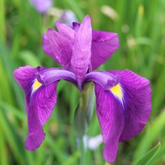 Iris Ensata 1ltr Aquatic Plant - Pack of 3