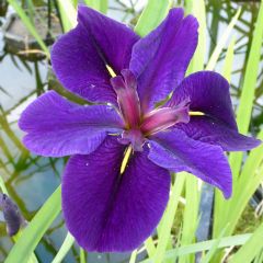 Iris Louisiana Aquatic Plant Range