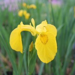 Iris Pseudacorus 1ltr Aquatic Plant - Pack of 3
