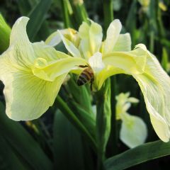 Iris Pseudacorus Bastardii 1ltr Aquatic Plant - Pack of 3