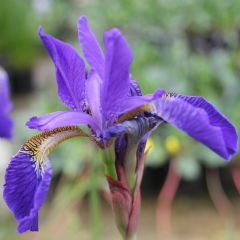 Iris Sibirica 1ltr Aquatic Plant - Pack of 3