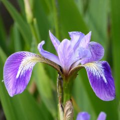 Iris Versicolor Aquatic Plant Range