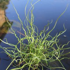Juncus Effusus 1ltr Aquatic Plant Range
