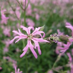 Lychnis Flos-Cuculi 1ltr Aquatic Plant Range