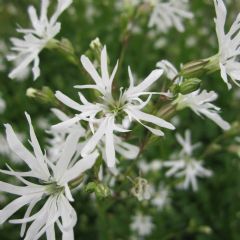 Lychnis Flos-Cuculi 1ltr Aquatic Plant Range