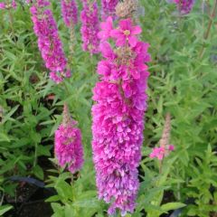 Lythrum Salicaria 1ltr Aquatic Plant Range