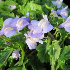 Mazus Reptans 1ltr Aquatic Plant Range