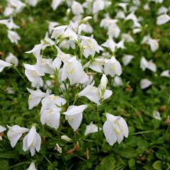 Mazus Reptans 1ltr Aquatic Plant Range