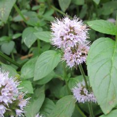 Mentha 1ltr Aquatic Plant Range